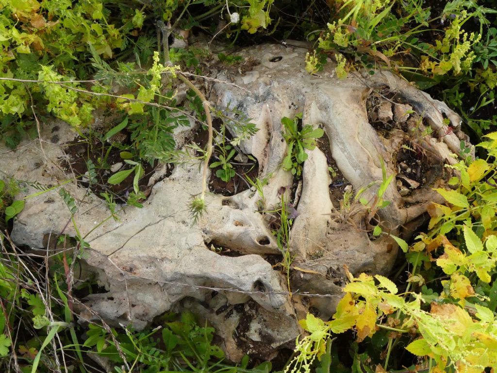 Fossili di ossa o formazione rocciosa?